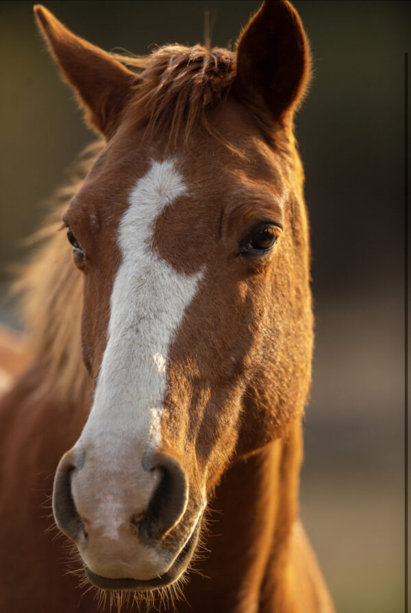 Pferd Lucky - 10.12.2019