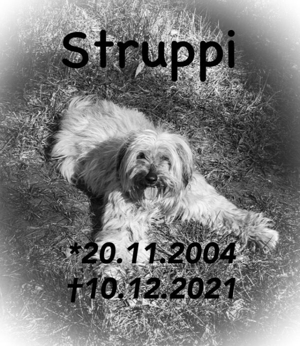 Hund Struppi - 10.12.2021