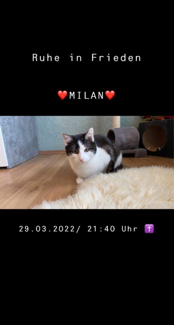 Katze Milan - 28.03.2022