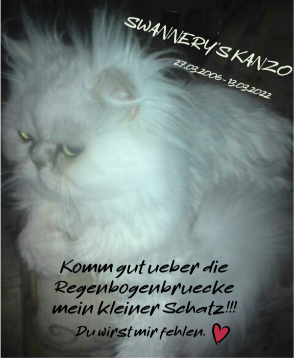 Katze SWANNERY’S KANZO - 13.03.2022