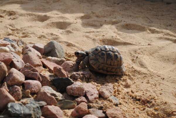 Schildkröte Donatello - 10.04.2019