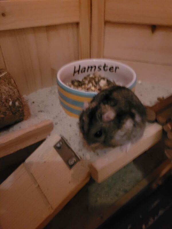 Hamster Grey - 02.04.2022