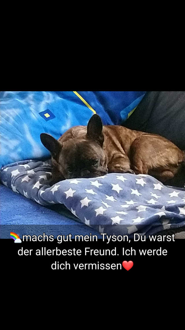 Hund Tyson - 23.12.2021