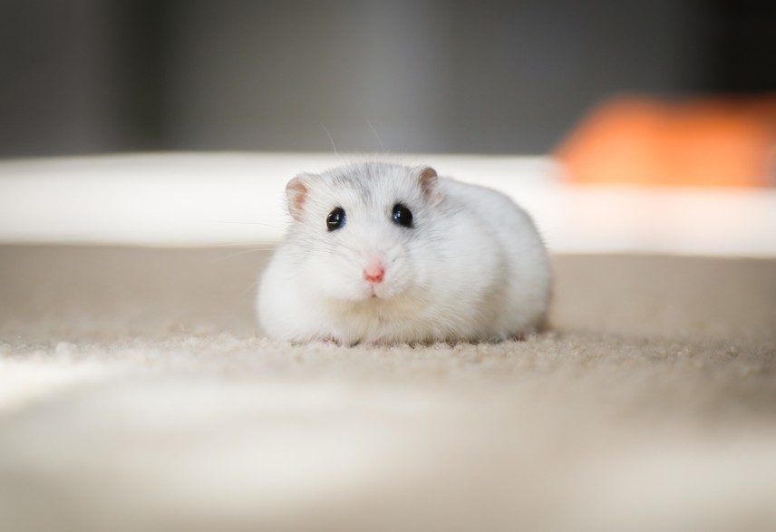 Hamsternamen