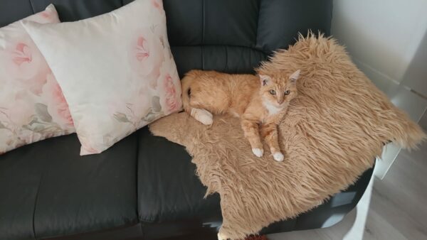 Katze Mikesch - 10.04.2025