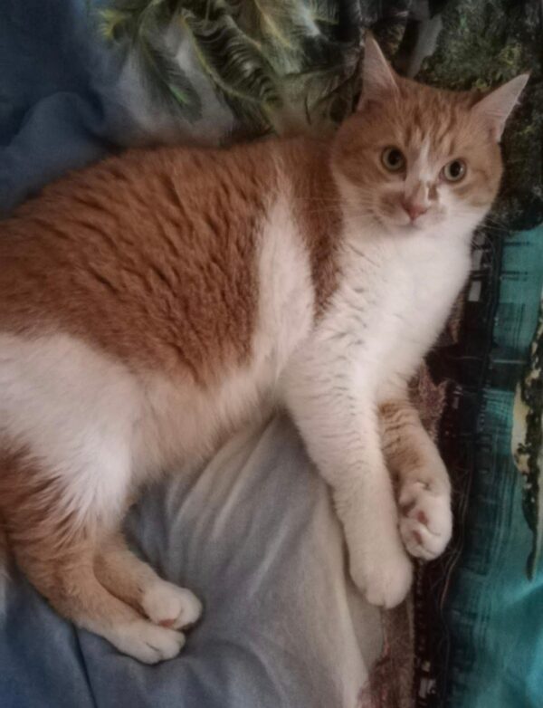 Katze Diego - 28.11.2025