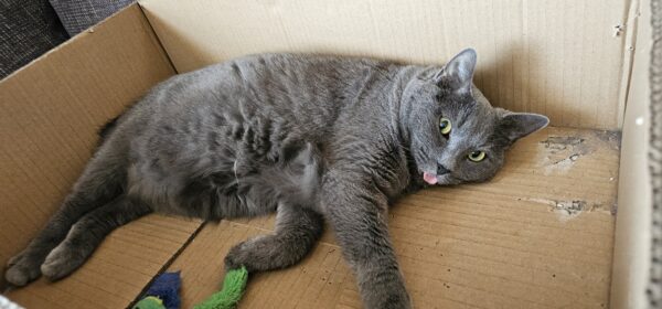 Katze Chanel - 17.07.2026