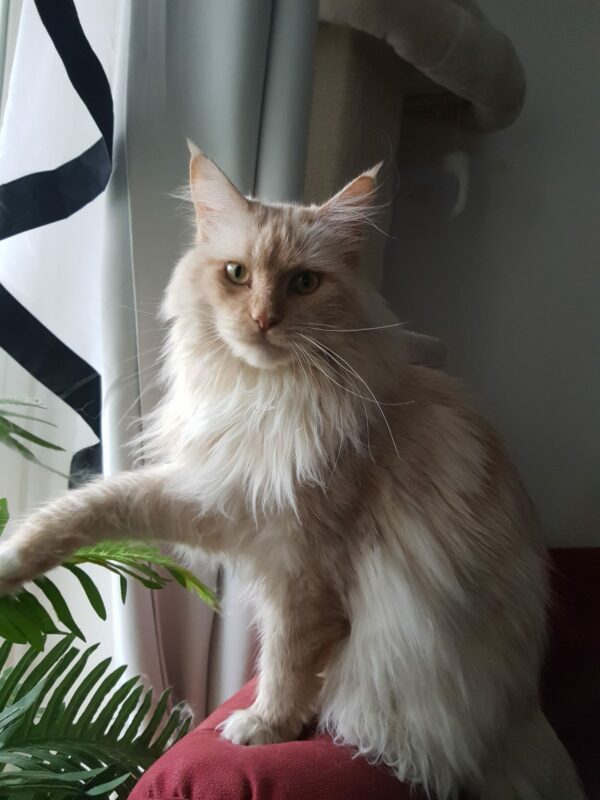 Katze Sunny - 27.03.2025