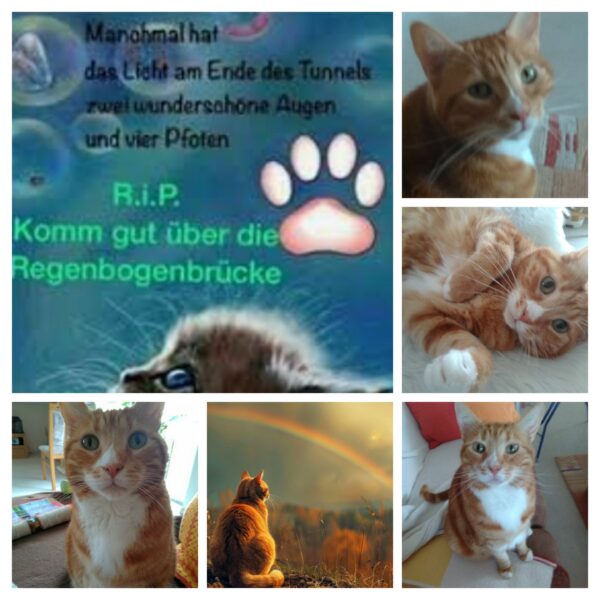 Katze Jack - 17.06.2025
