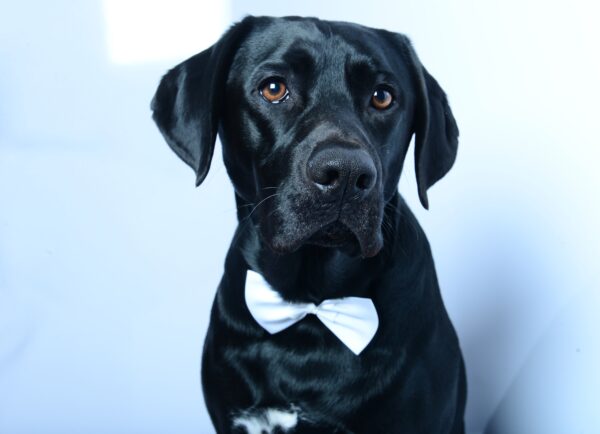 Hund Dante - 28.05.2025