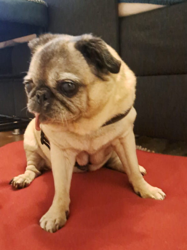 Hund Greta - 24.04.2025