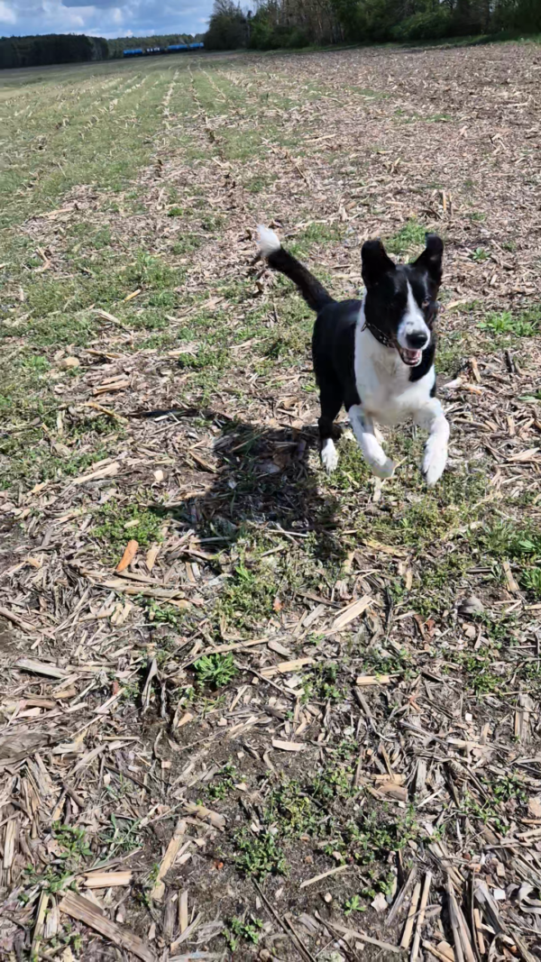 Hund Tyson - 01.05.2025