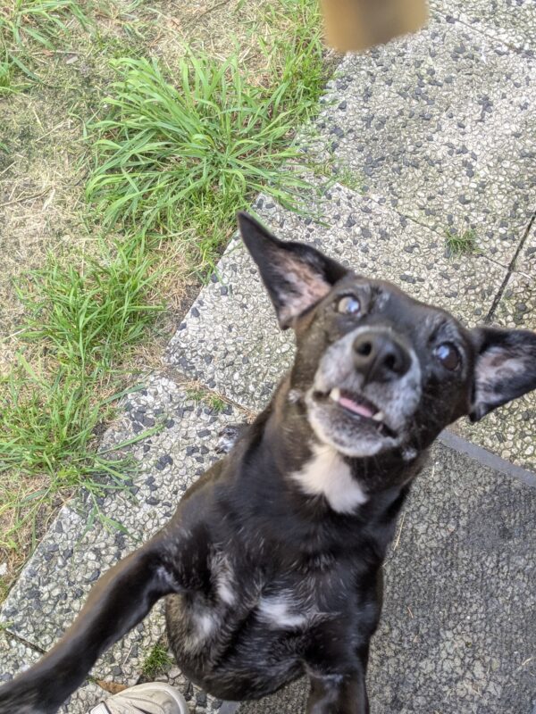 Hund Lilly - 22.01.2026