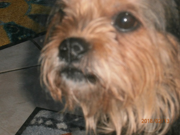Hund Chips - 08.06.2024