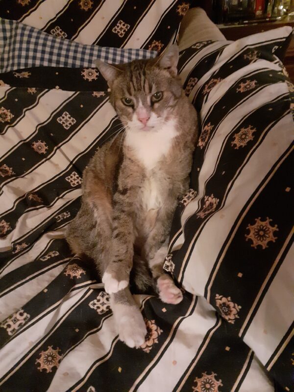 Katze Bübchen - 29.06.2022