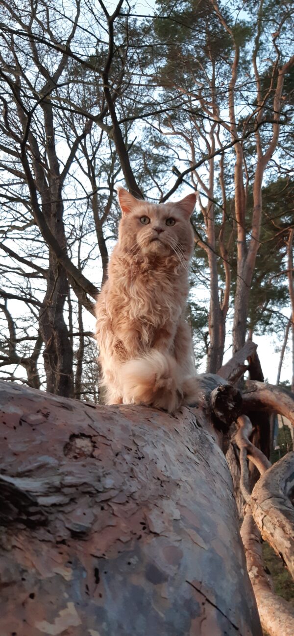 Katze Mabou Campary - 24.04.2025