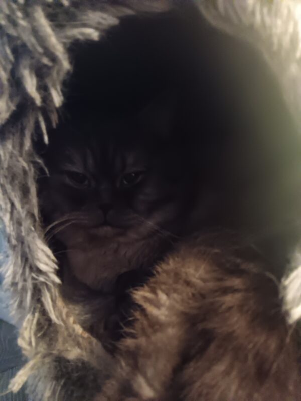 Katze Gismo - 29.10.2025