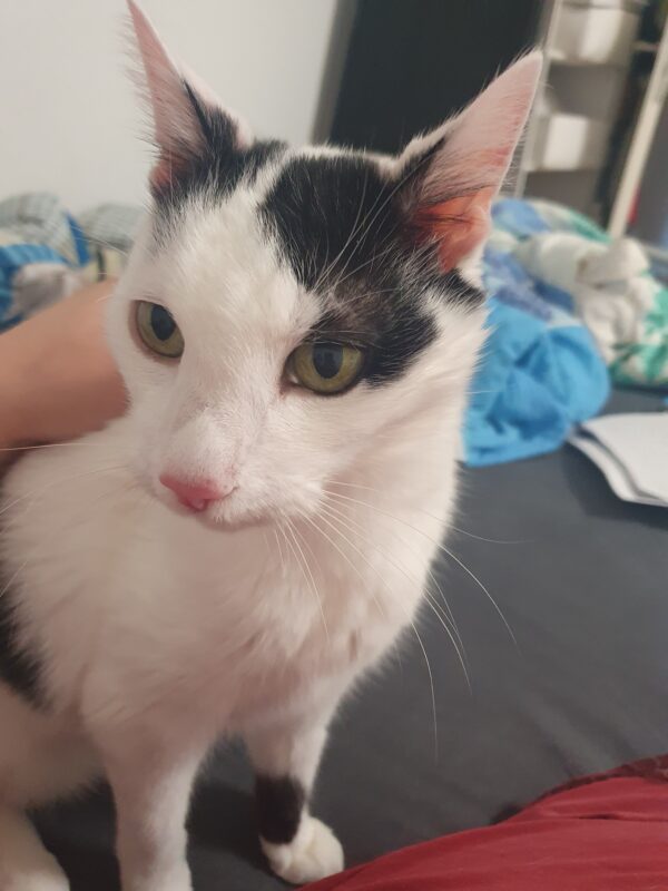 Katze Puschel - 02.04.2026