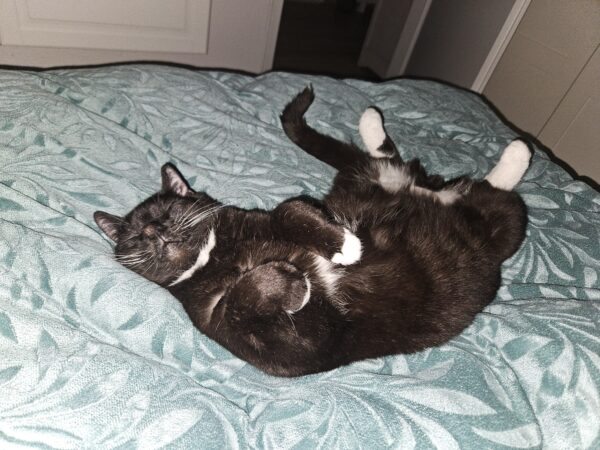 Katze Mio - 09.12.2025