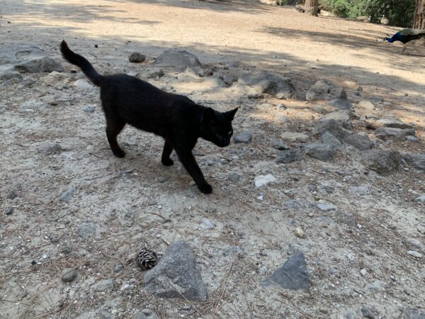 Katze Blacky - 13.06.2022