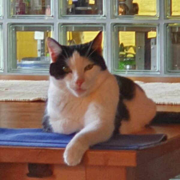 Katze Foxi ❤️ - 11.11.2023