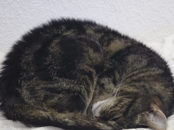 Katze Nelly - 14.06.2025