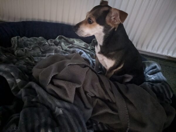Hund Riba - 17.07.2026