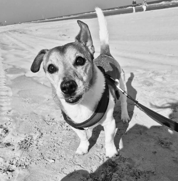 Hund Sammy - 11.03.2025