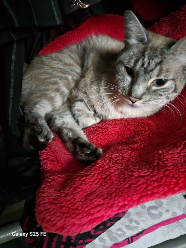 Katze Lilu - 13.05.2026