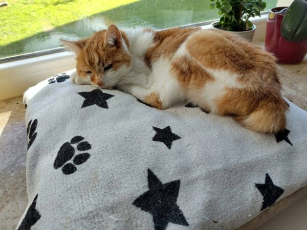 Katze Sherry - 09.06.2026