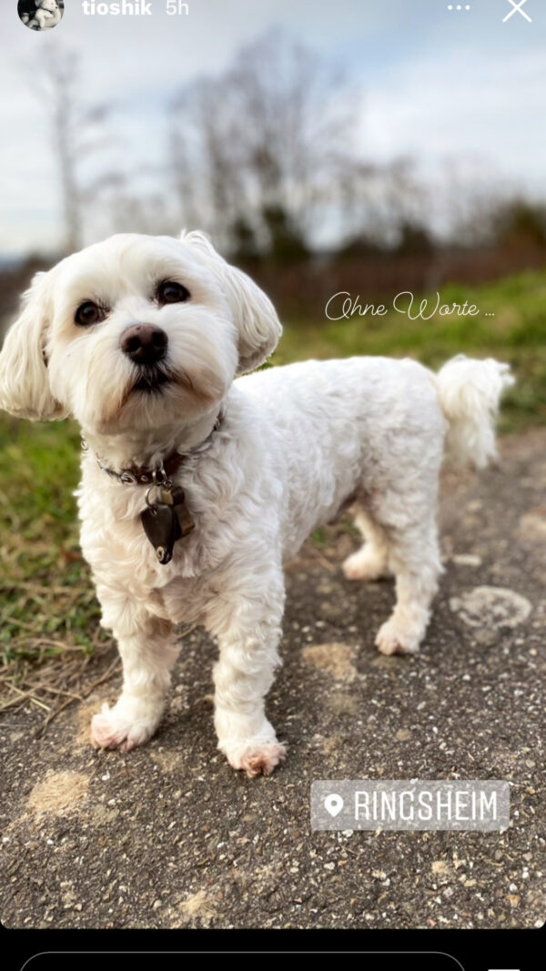 Hund Gino - 16.04.2025