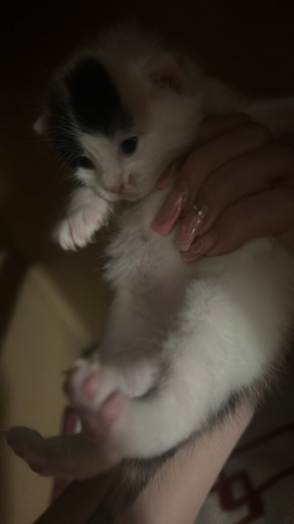 Katze Hazel - 09.10.2025