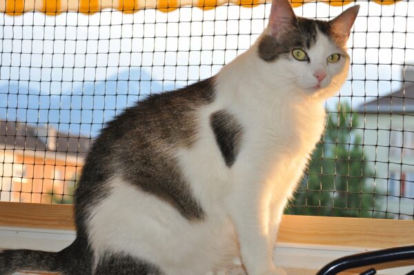 Katze Isis,  genannt Isile - 31.01.2023