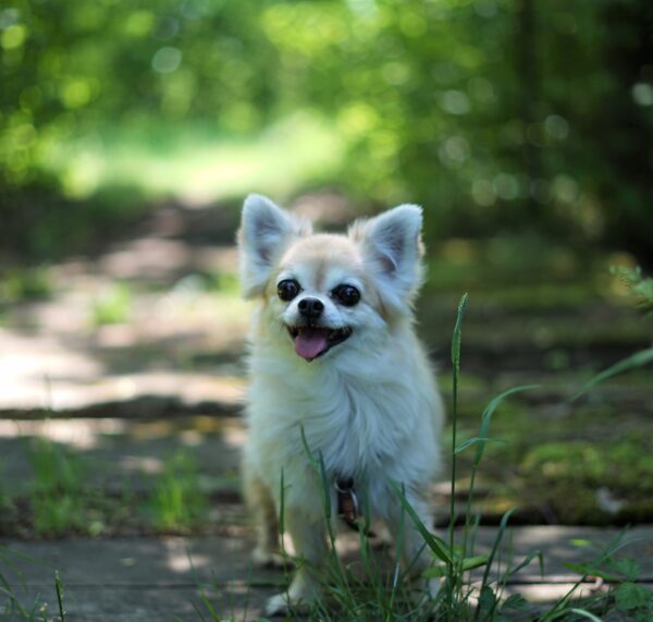Hund Luna - 08.10.2025