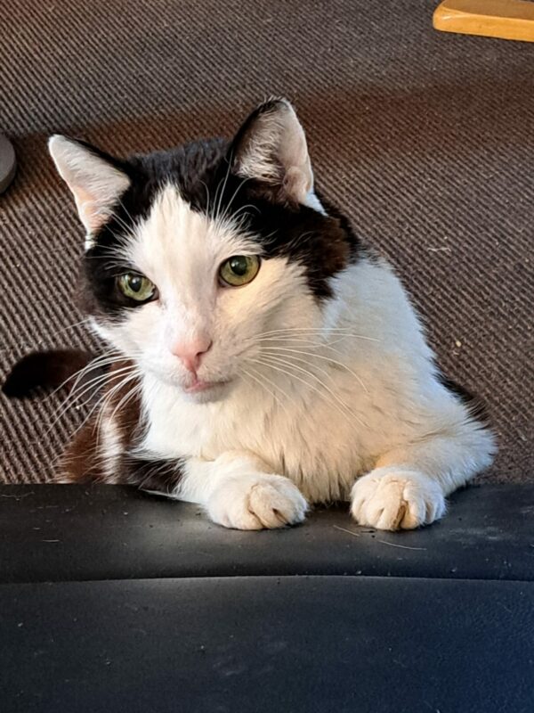 Katze Foxi - 11.11.2023
