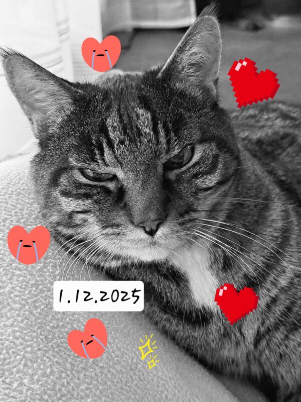 Katze Poldi - 01.12.2025