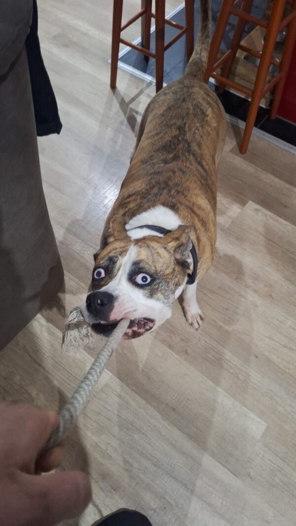Hund Hilde - 09.09.2025