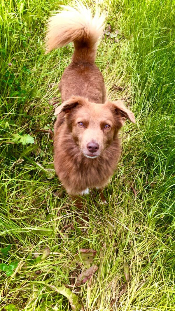 Hund Red - 05.12.2025