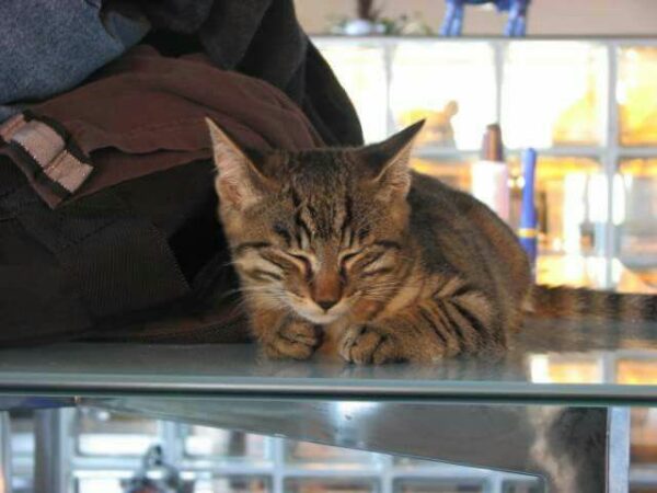 Katze Poldi - 01.12.2025