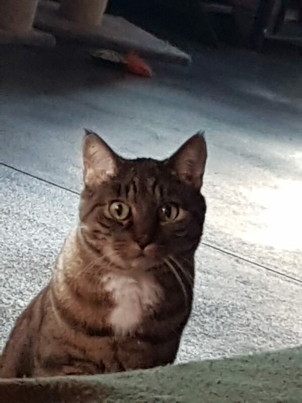 Katze Poldi - 01.12.2025