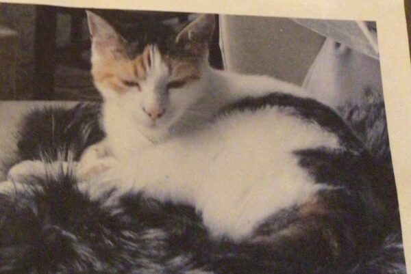 Katze Lilly - 27.01.2025