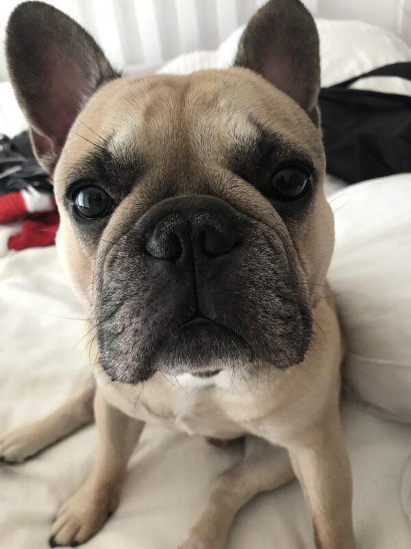 Hund Carlson - 13.08.2026