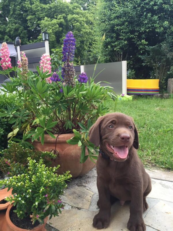 Hund Ultimo - 26.04.2024