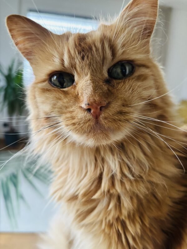 Katze Samy - 19.07.2025