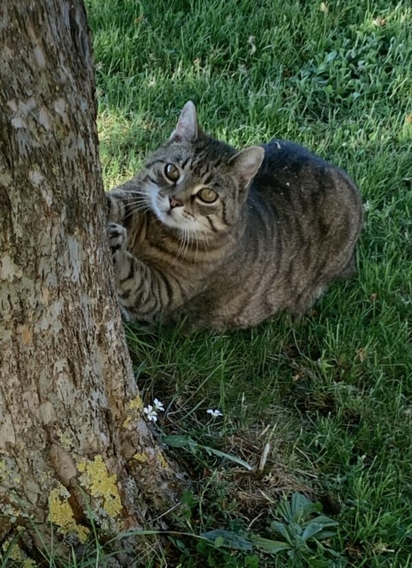 Katze Charly - 13.05.2024
