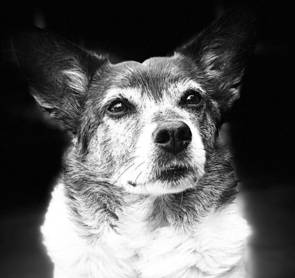 Hund Hugo - 23.05.2025