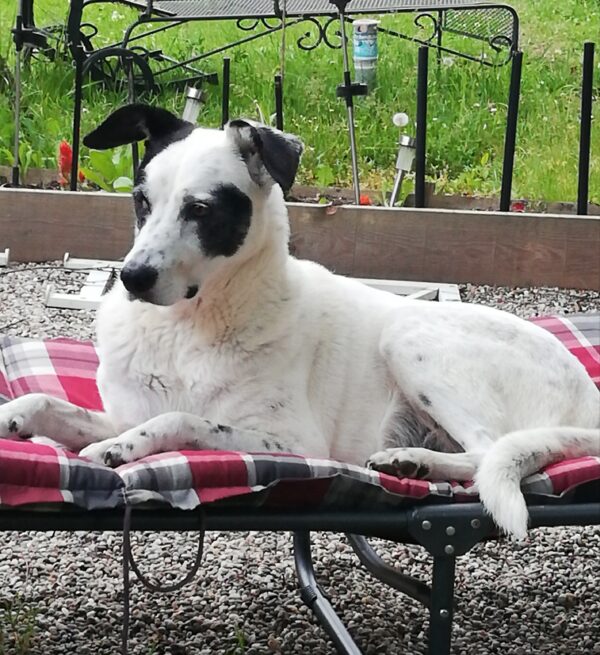 Hund Panda - 26.04.2026