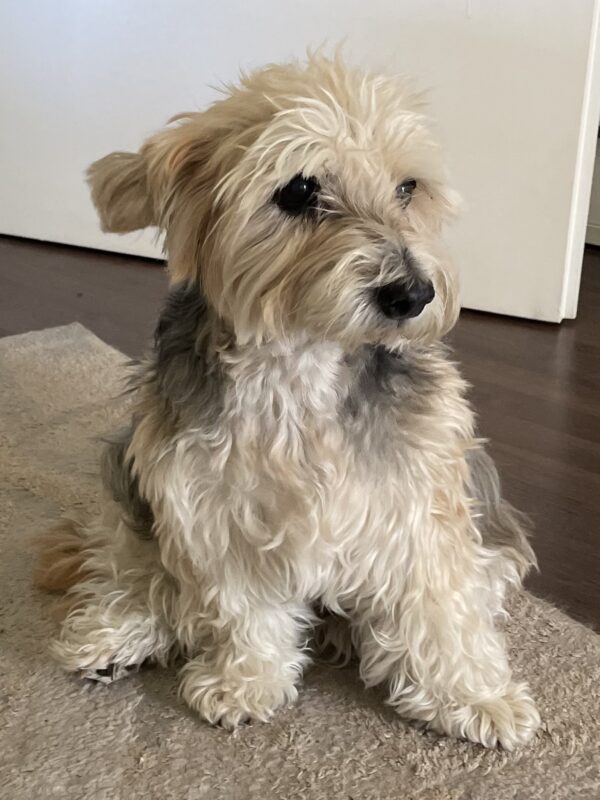 Hund Tammy - 31.05.2026