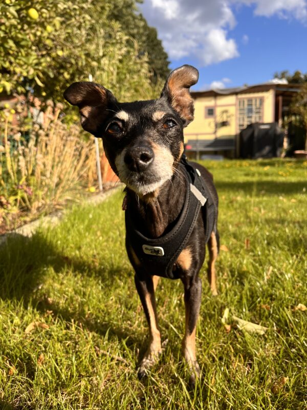Hund Lucy - 23.05.2024