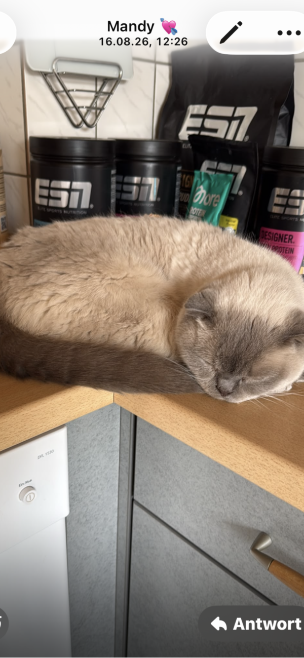 Katze Camp - 18.08.2026